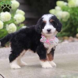 Pixie, Mini Bernedoodle Puppy